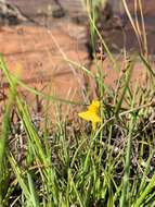 Image of Utricularia prehensilis E. Mey.