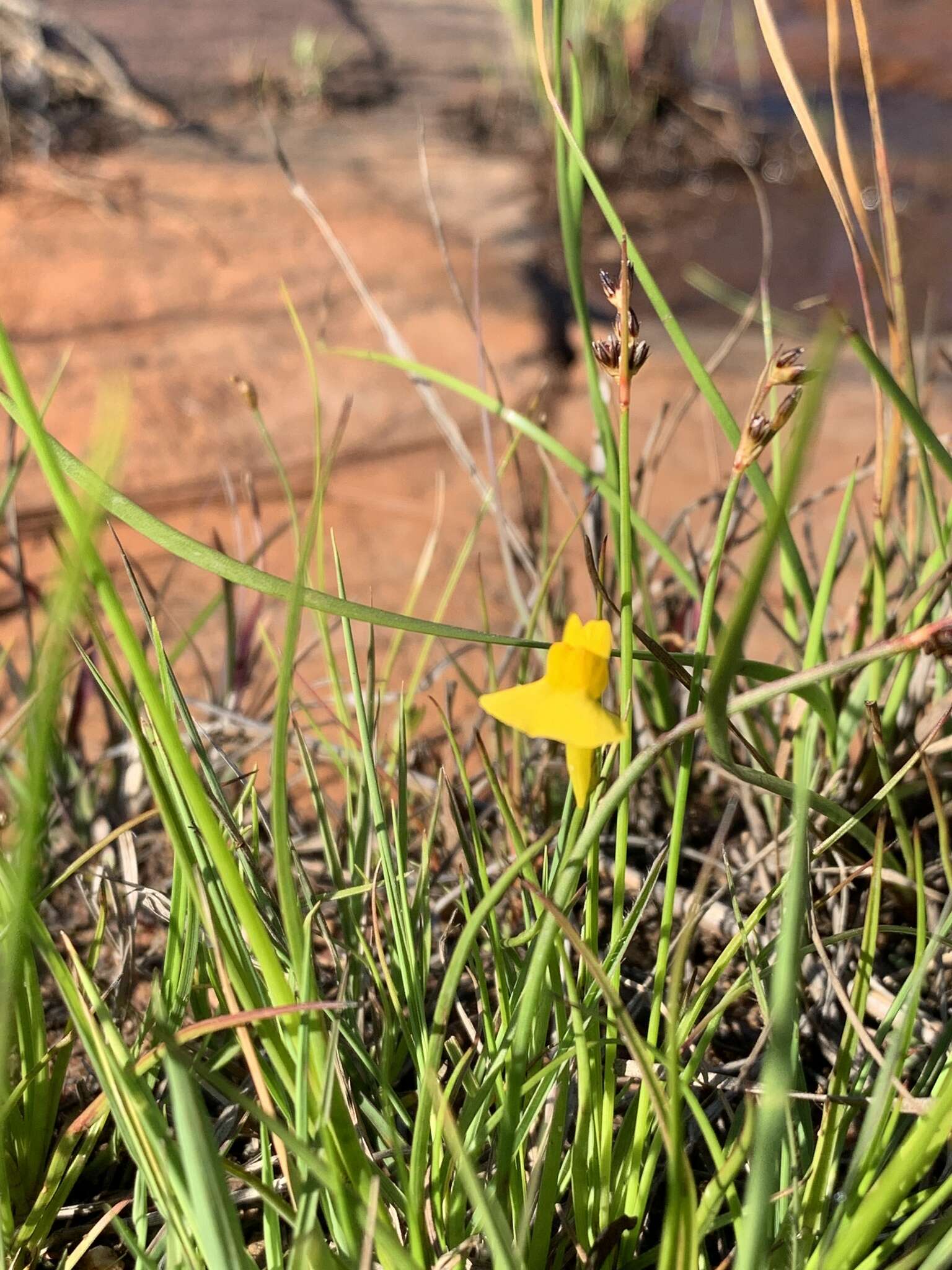 Image of Utricularia prehensilis E. Mey.