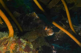 Image of Notchheaded marblefish