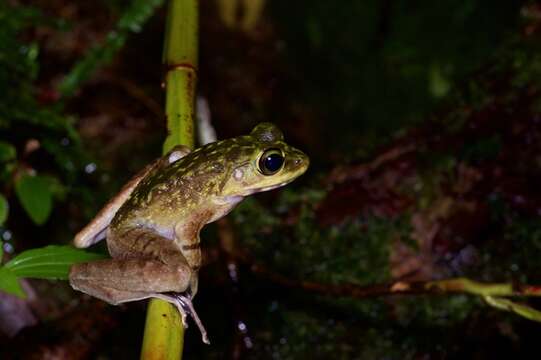 Слика од Meristogenys kinabaluensis (Inger 1966)