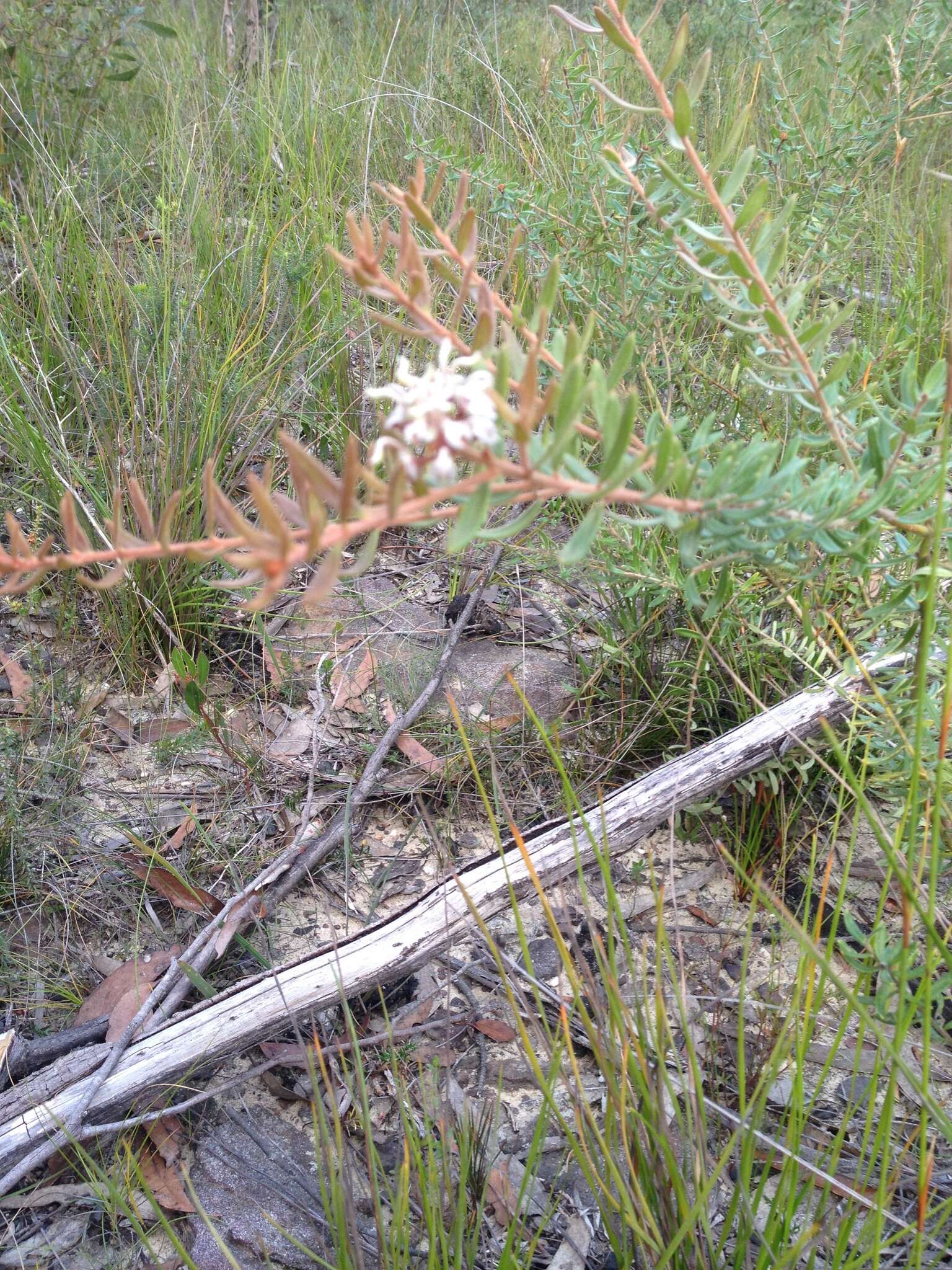 Image of Grevillea buxifolia (Sm.) R. Br.