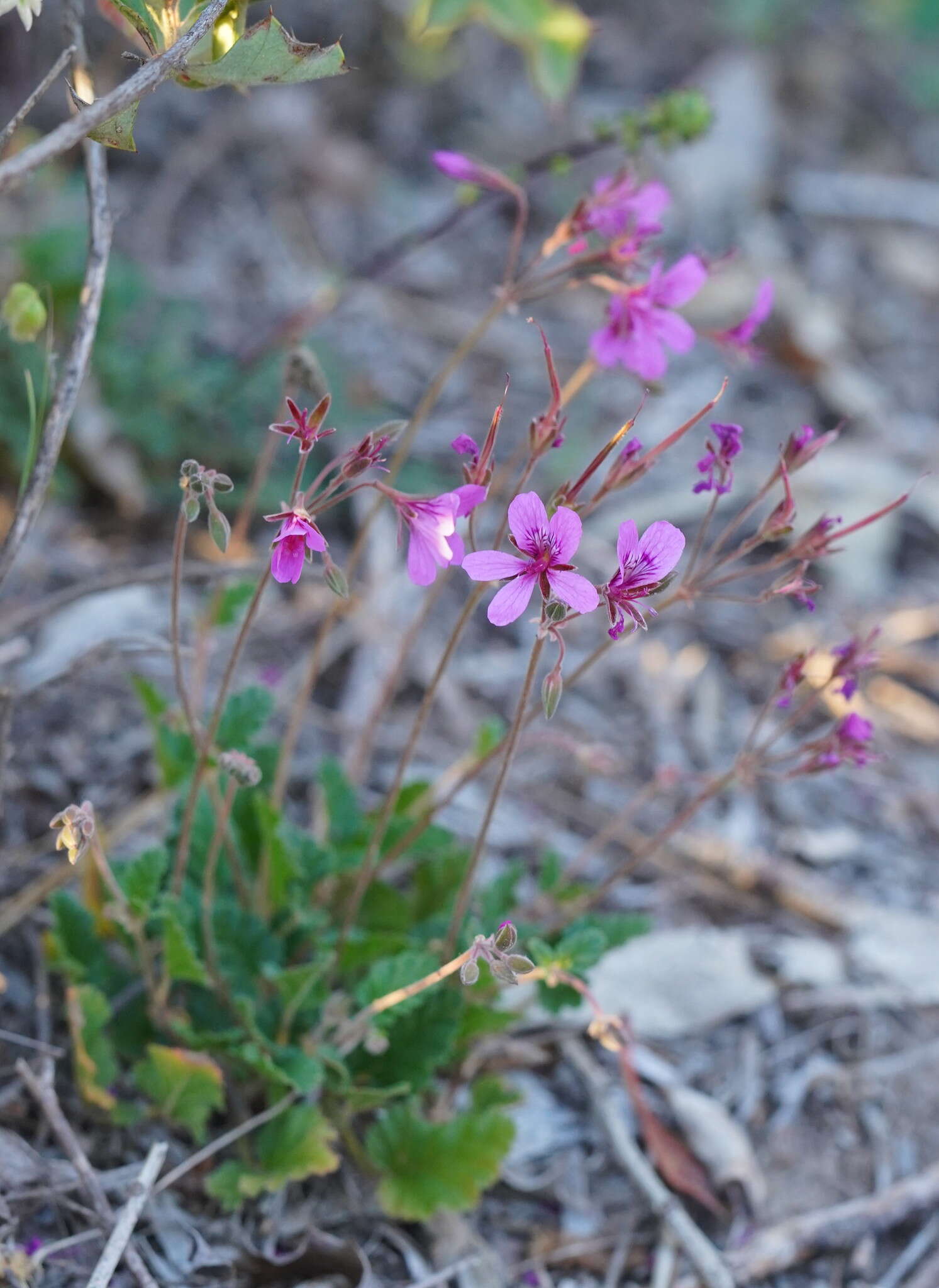 Image of Pelargonium rodneyanum Lindl.