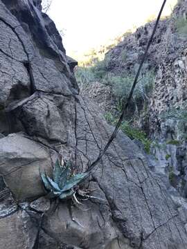 Image of Agave sobria subsp. sobria