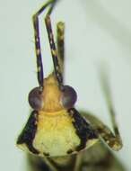 Image of Phytocoris tiliae (Fabricius 1777)