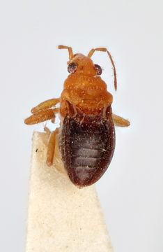 Image of <i>Hebrus ruficeps</i> Thomson 1871