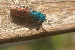 Image of <i>Chrysis terminata</i>