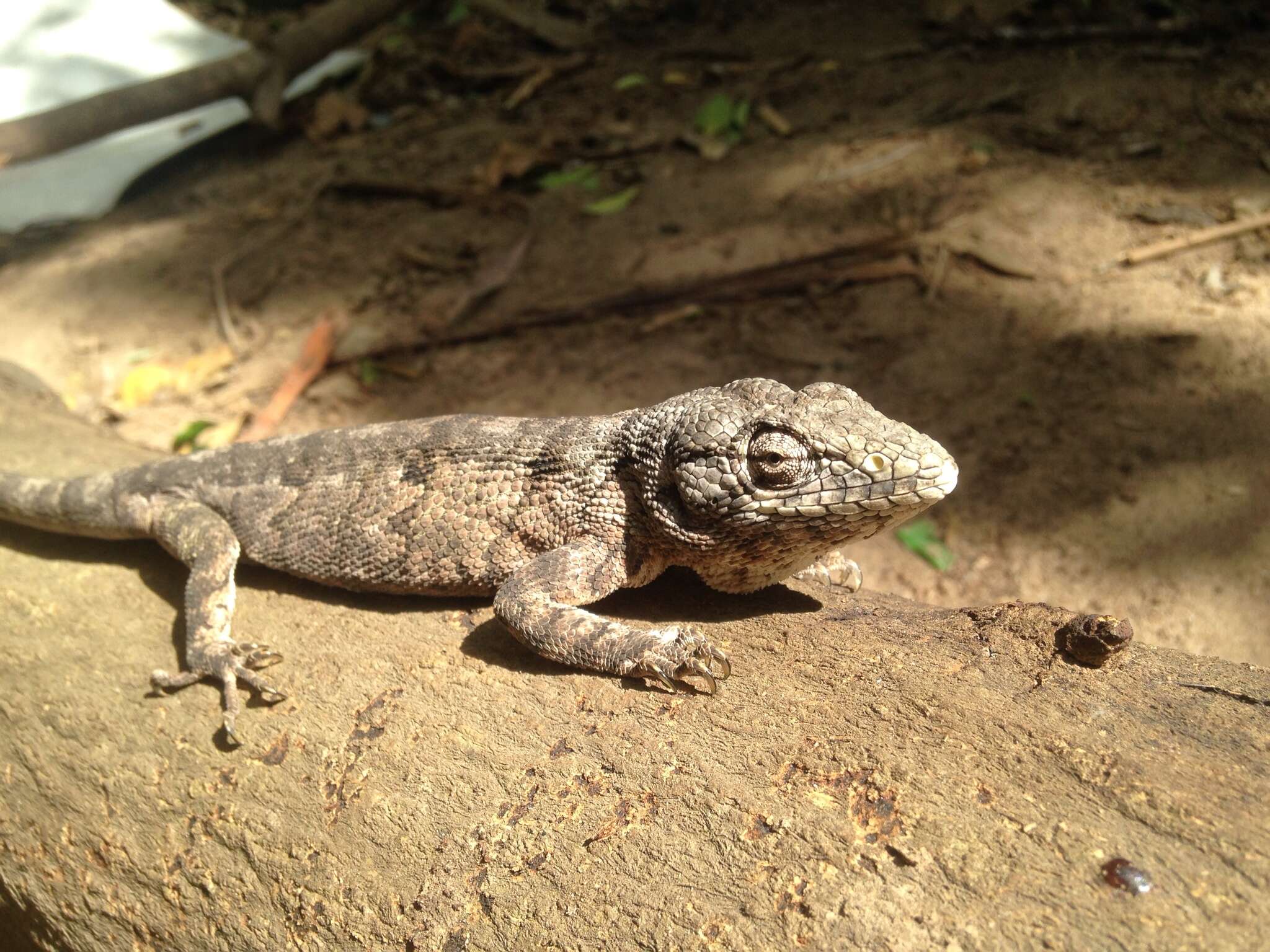 Image of Brazilian Bush Anole