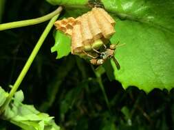 Image of Polistes takasagonus Sonan 1943