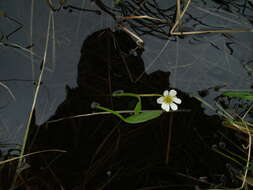 Ranunculus pallasii Schltdl.的圖片