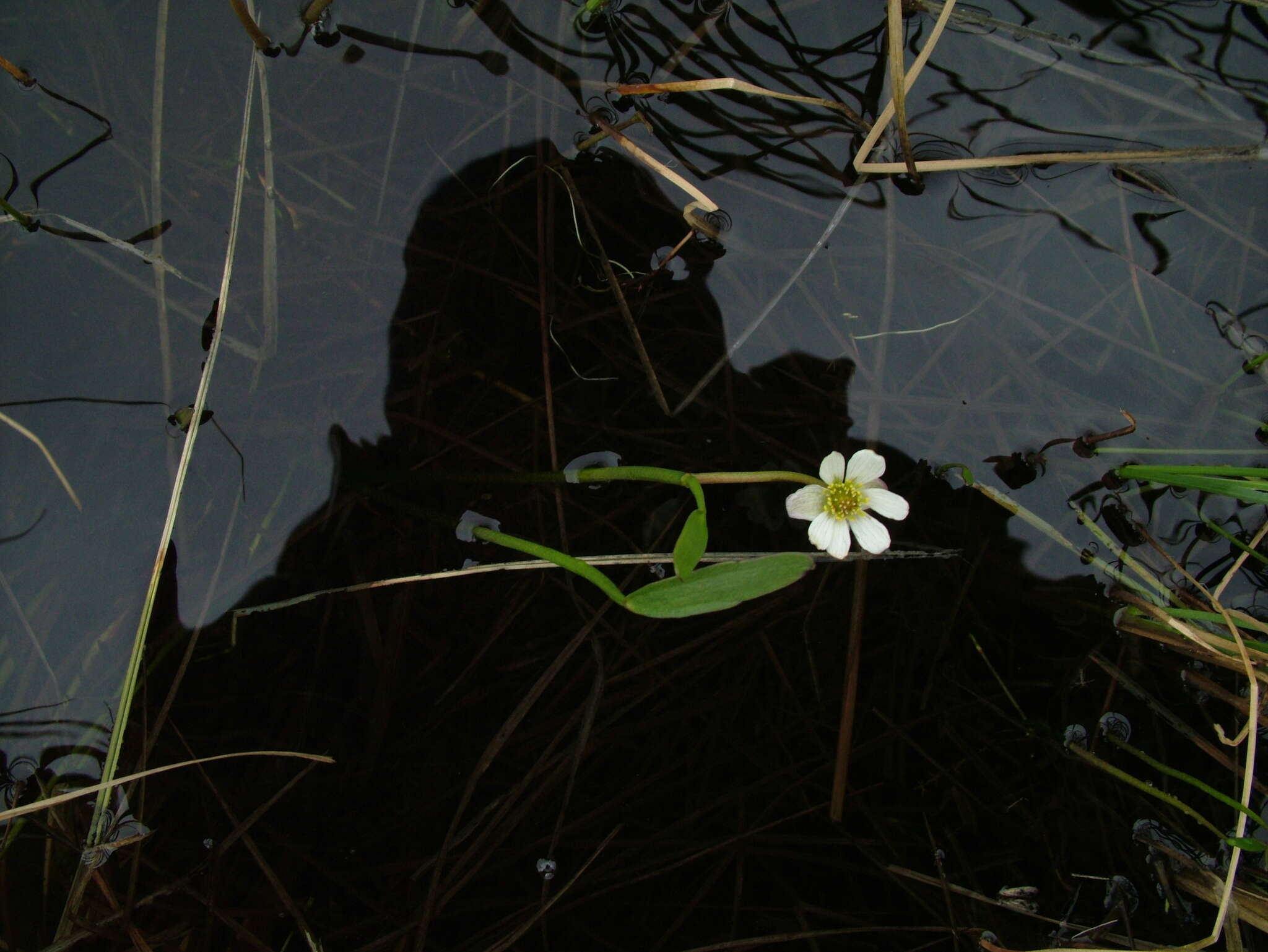 Ranunculus pallasii Schltdl.的圖片