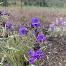 Image of fuzzytongue penstemon