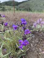 Image of fuzzytongue penstemon