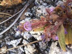 Image of Quick's phacelia