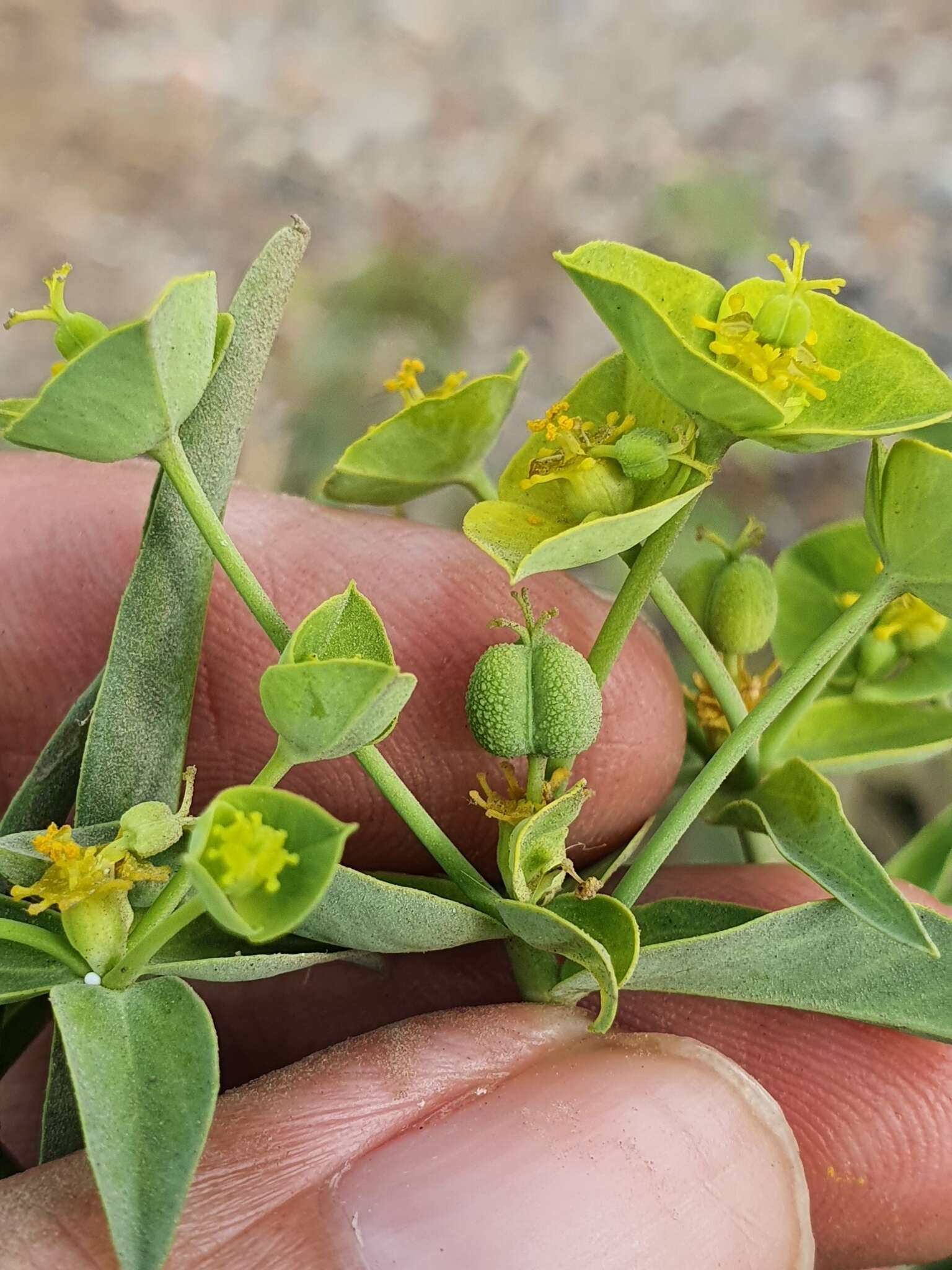 Image of Euphorbia biumbellata Poir.