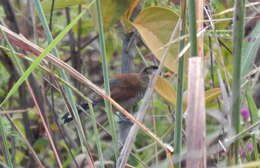 Image of Rufous-winged Antshrike