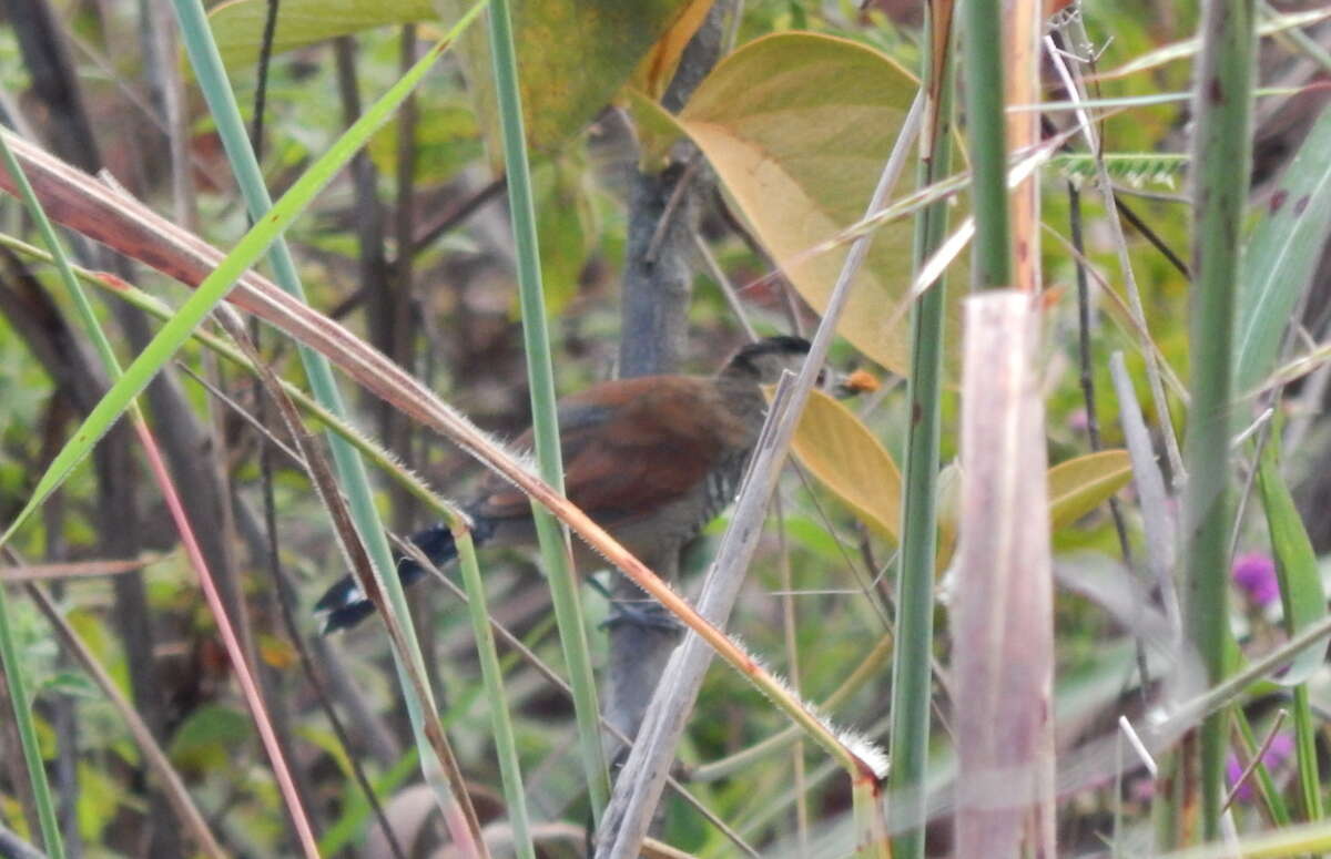 Image of Rufous-winged Antshrike