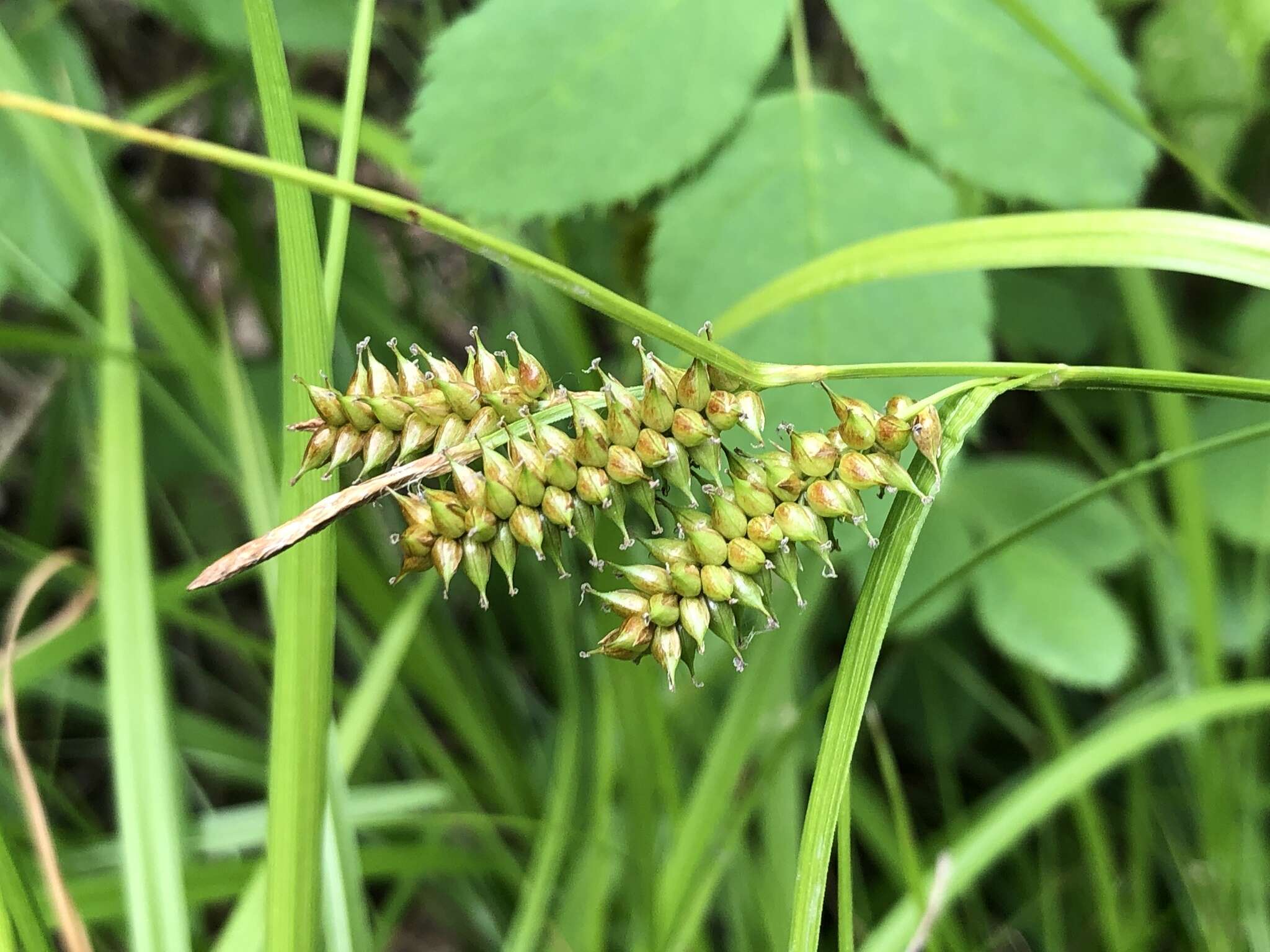 Image of Carex mollissima Christ ex Scheutz