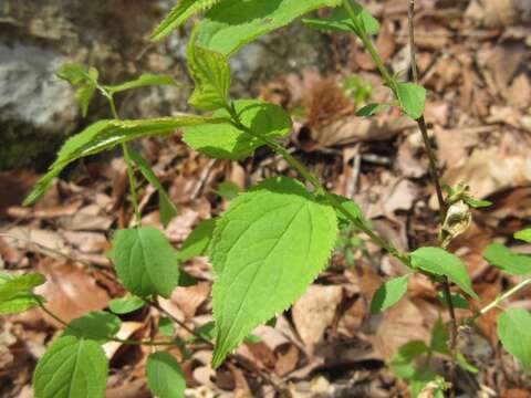 Image of Japanese bush cherry