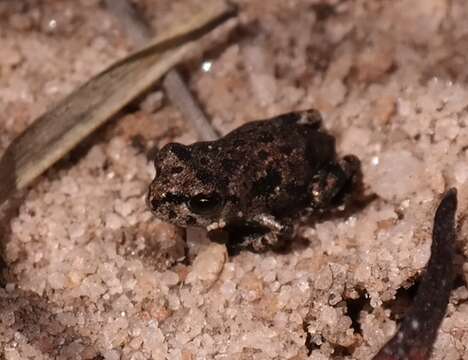 Image of Tradouw's Mountain Toad