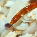 Image of Prophet&#39;s pipefish