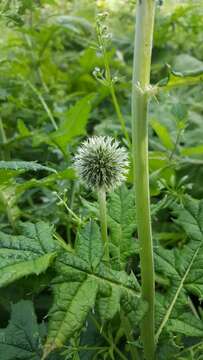 Image of tall globethistle