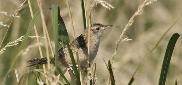 Image of Grass Wren
