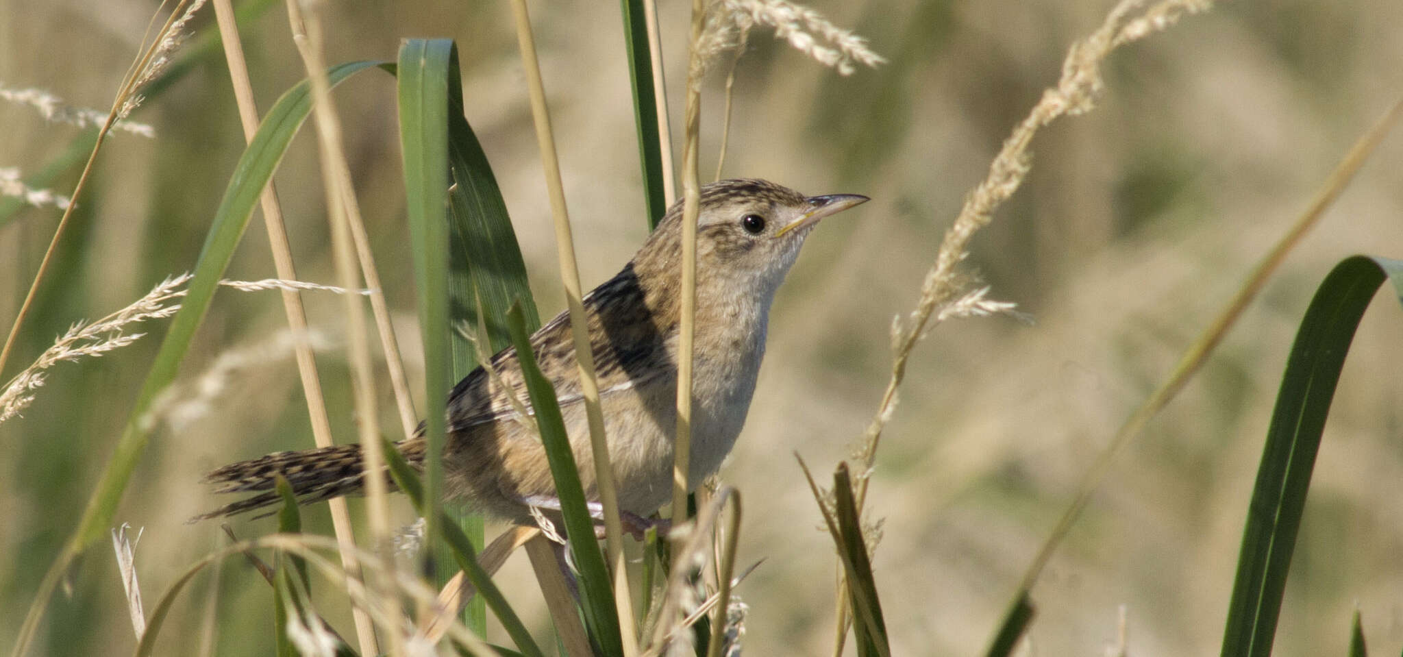 Image of Grass Wren