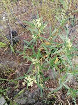 Слика од Koenigia ocreata (L.) T. M. Schust. & Reveal