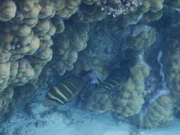 Слика од Zebrasoma veliferum (Bloch 1795)