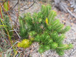 Слика од Astroloma pinifolium (R. Br.) Benth.