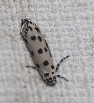 Ethmia sphaerosticha Meyrick 1886的圖片