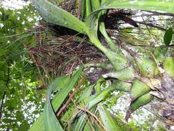 Image of Encyclia ceratistes (Lindl.) Schltr.