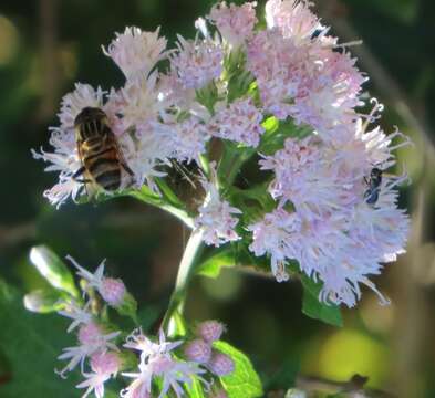 Image of Golden vernonia