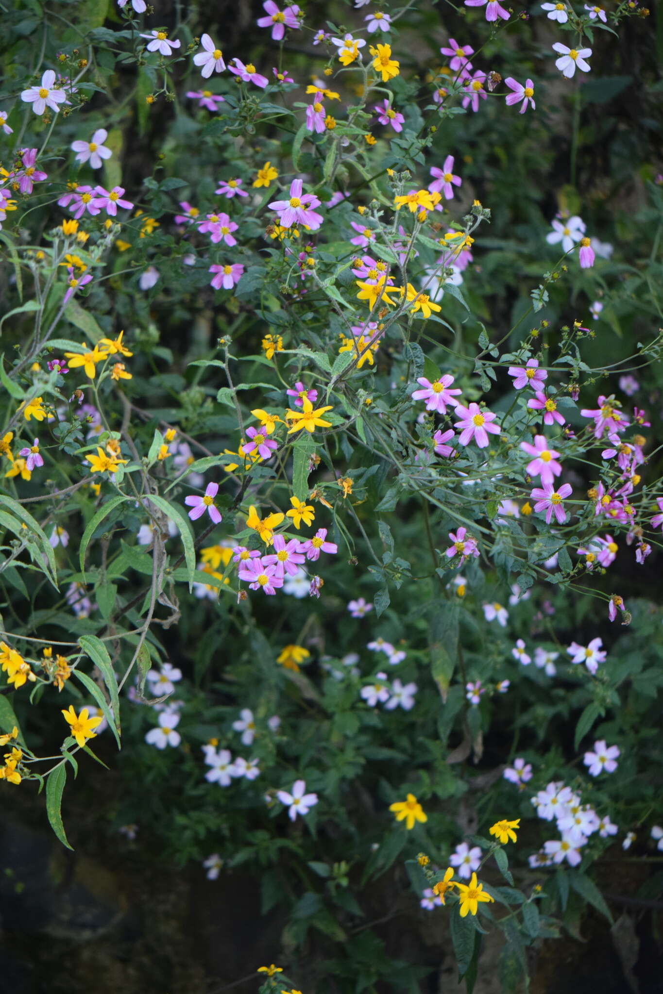 Image de Bidens clavata R. Ballard