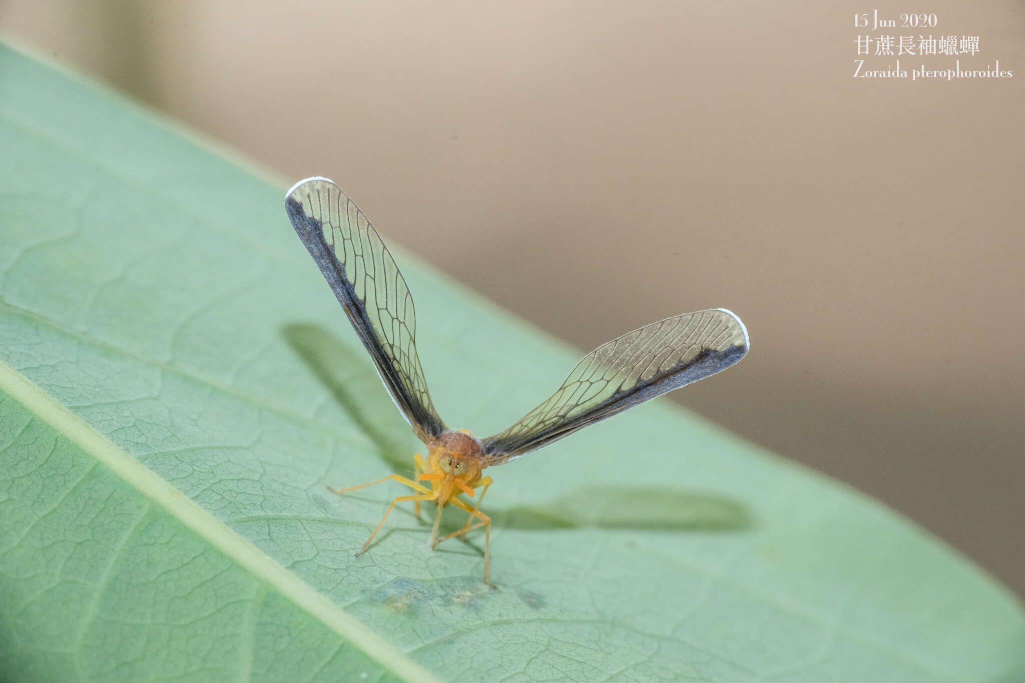 Image of Zoraida pterophoroides (Westwood 1851)