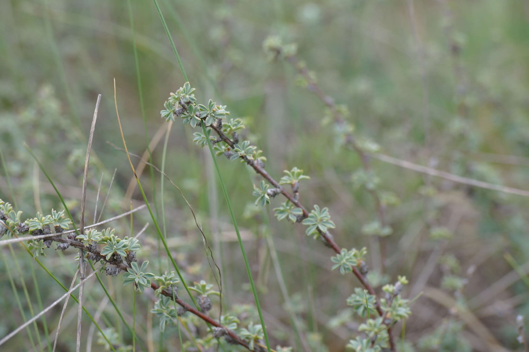 Image of Caragana scythica (Kom.) Pojark.