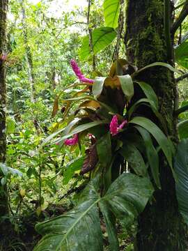 Image of Guzmania remyi L. B. Sm.