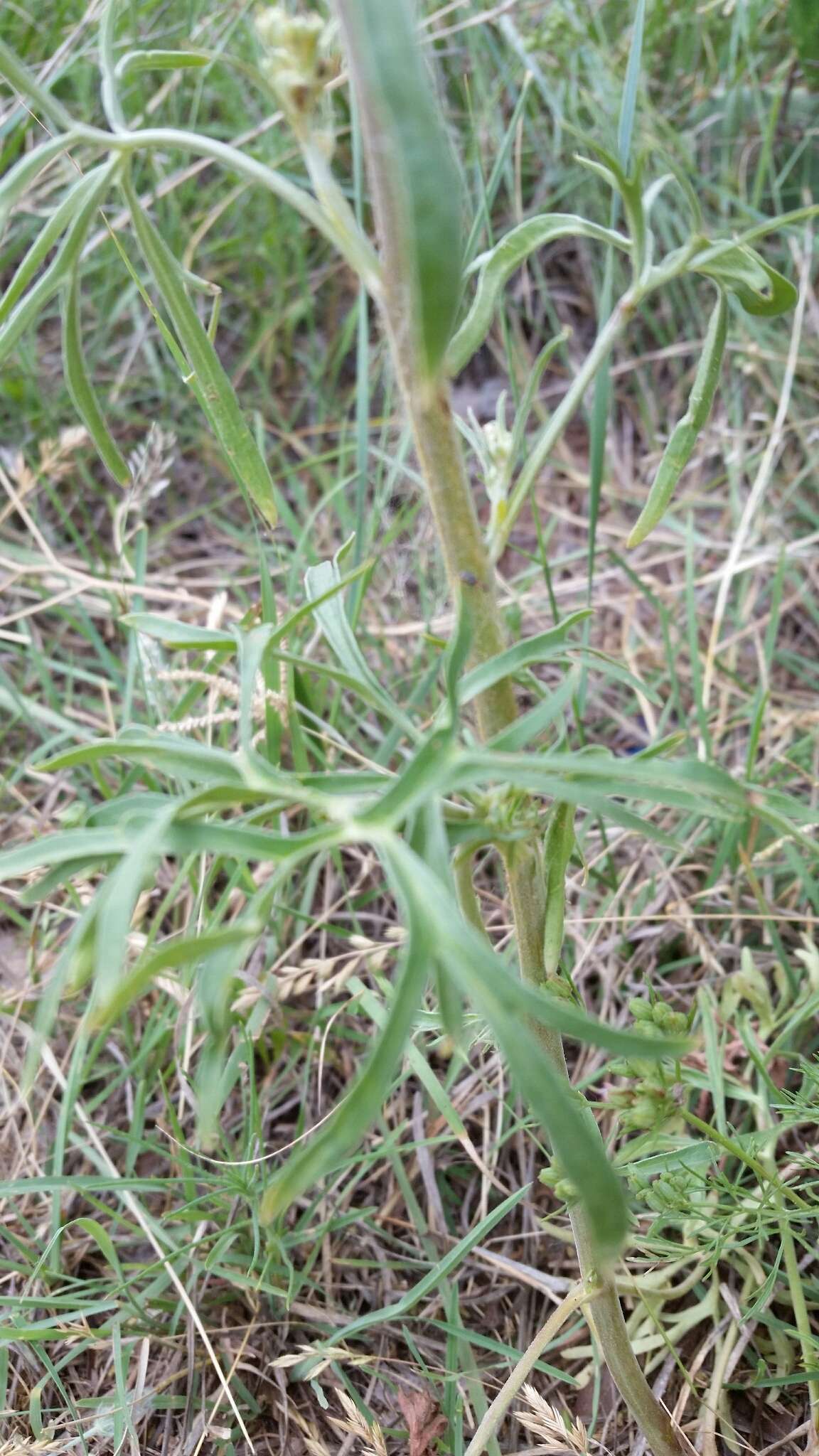 Delphinium carolinianum subsp. virescens (Nutt.) R. E. Brooks的圖片