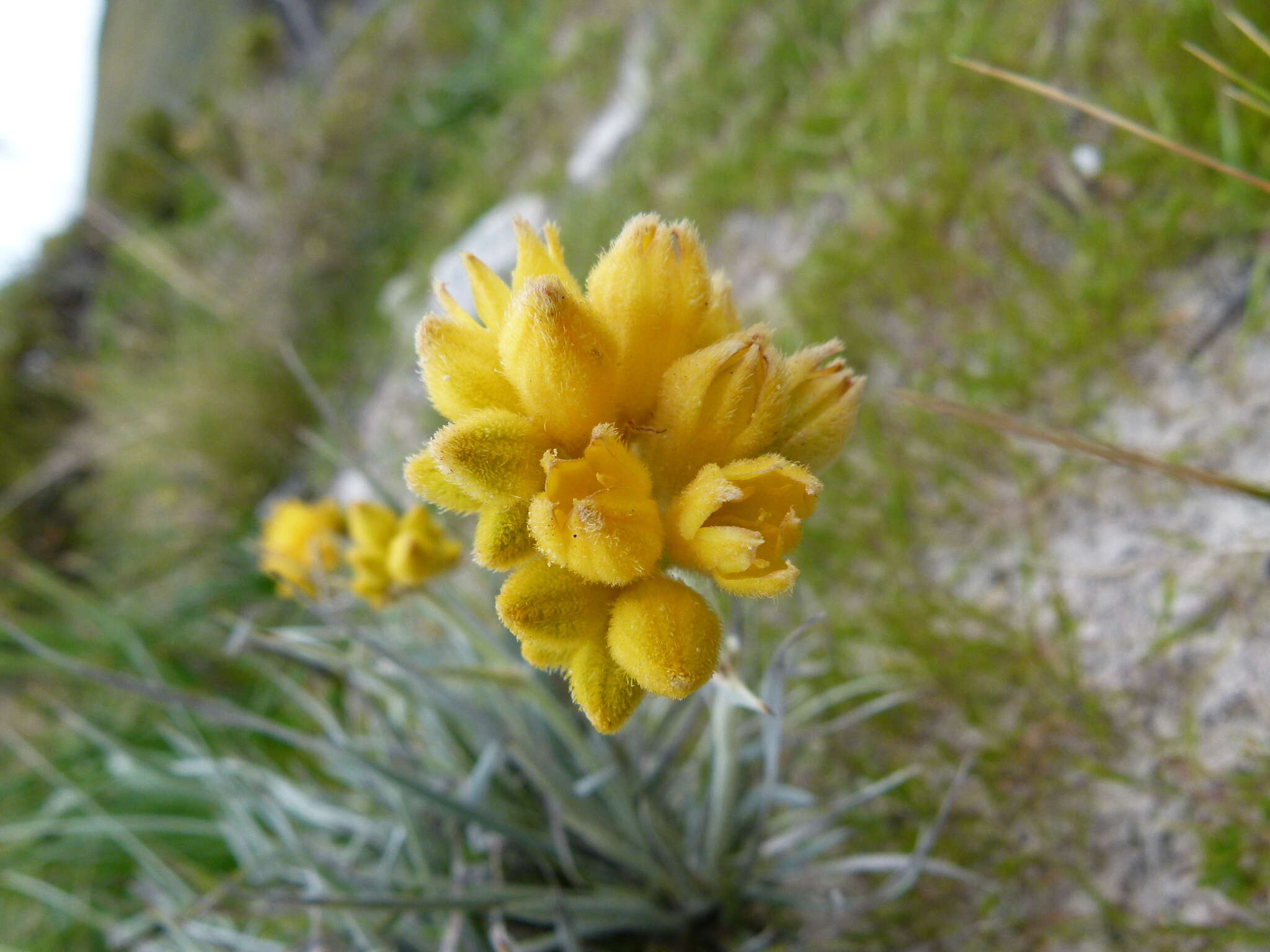 Image of Conostylis candicans Endl.