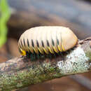 Image of Zoosphaerium album Wesener 2009