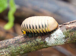 Image of Zoosphaerium album Wesener 2009