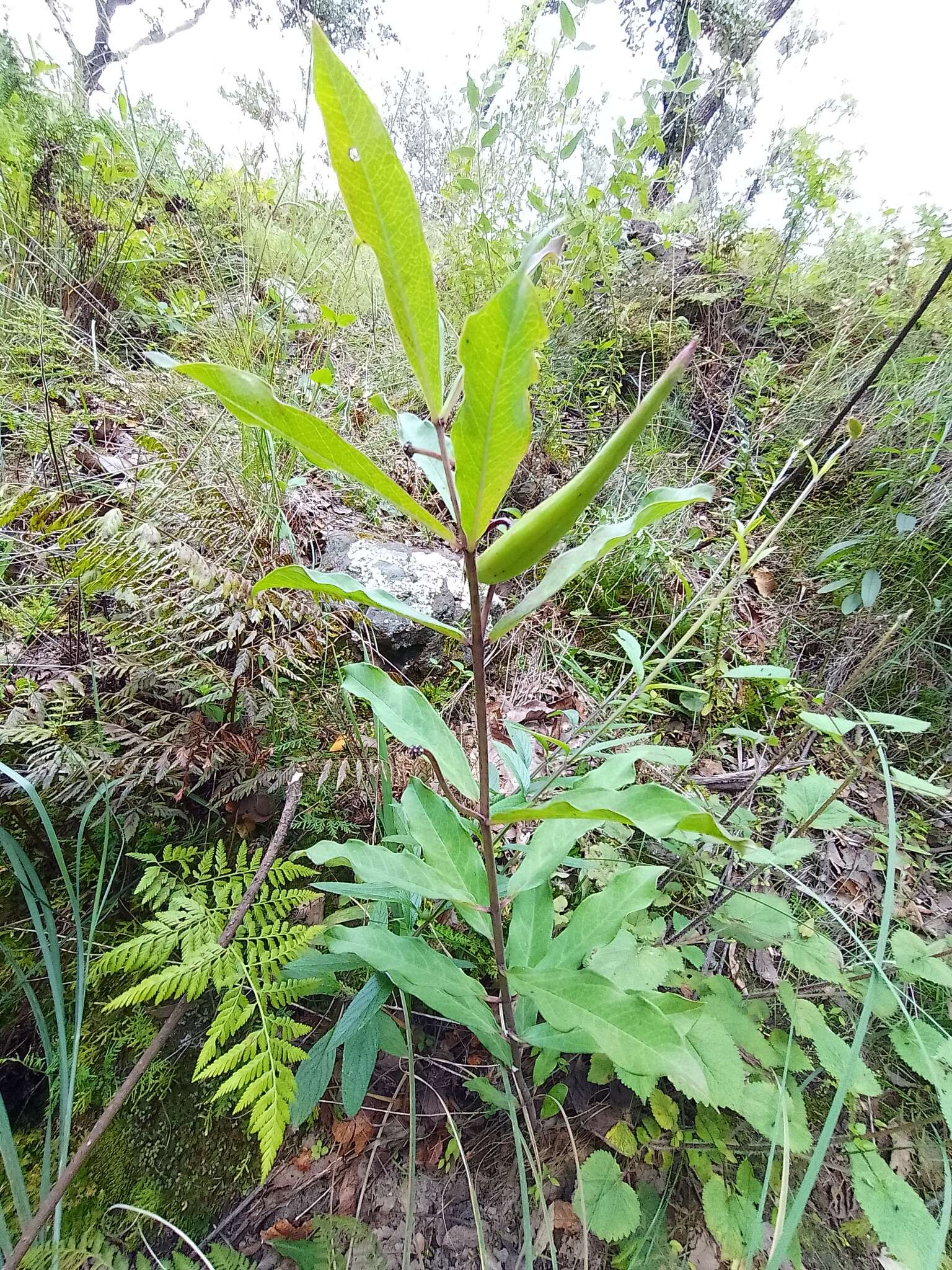 Image de Asclepias pratensis Benth.