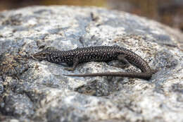 Image of Spotted Skink