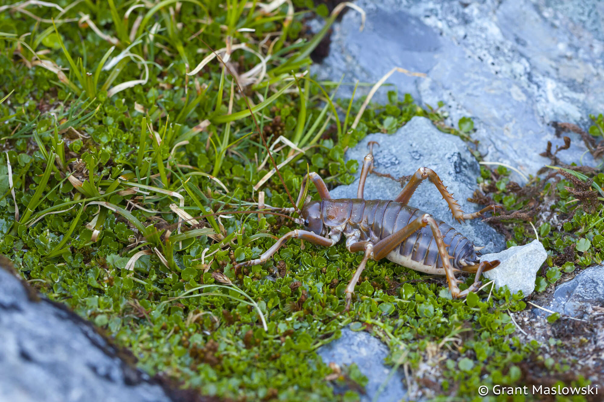 Plancia ëd Deinacrida pluvialis Gibbs 1999