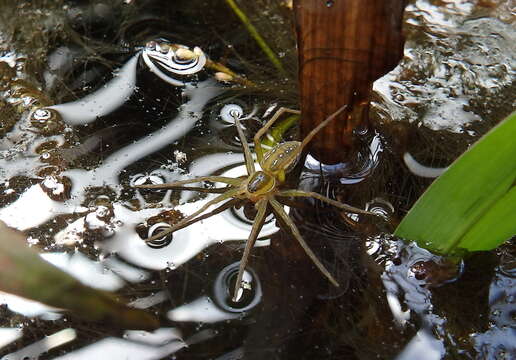 Plancia ëd Dolomedes facetus L. Koch 1876