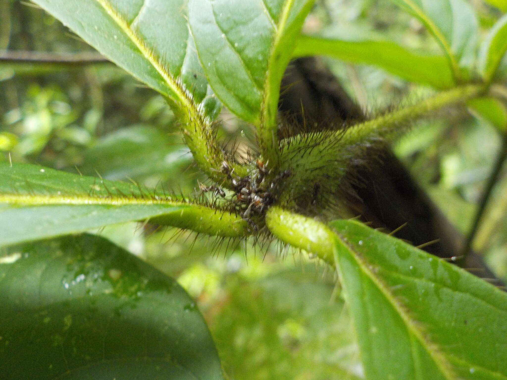 Image of Cordia nodosa Lam.