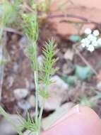 Image of Ammoides pusilla (Brot.) Breistr.