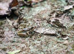 Image of Lithobates brownorum (Sanders 1973)