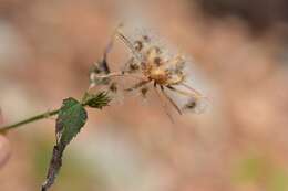 Image of Poeppig's rosemallow