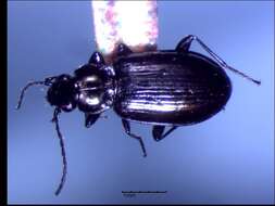 Imagem de Bembidion (Plataphus) occultator Notman 1920